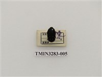 藏品(台灣小綠花金龜)的圖片